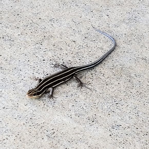 Meet your Posher, Paula - Picture 1 of 1